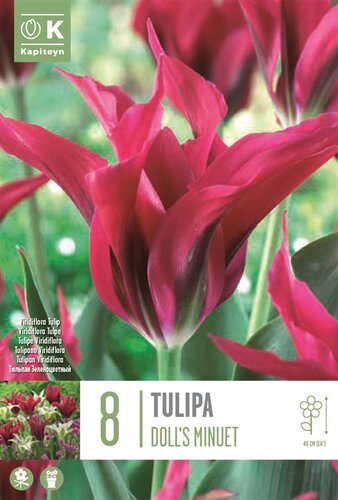 Tulip Viridiflora Doll's Minuet
