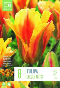 Tulip Viridiflora Golden Artist x 8