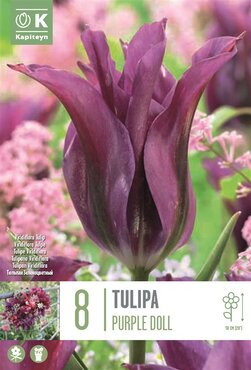 Tulip Viridiflora Purple Doll
