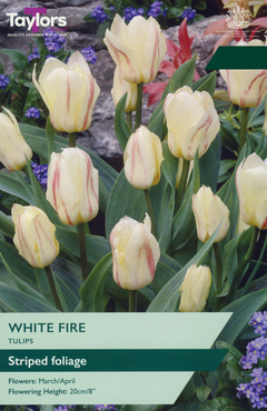 Tulip White Fire