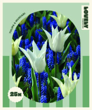 Tulip White & Muscari Blue Combi Pack