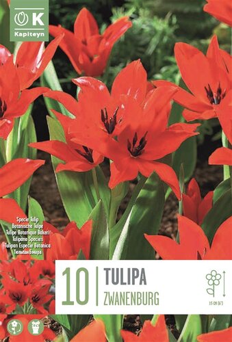 Tulipa Specie Zwanenburg