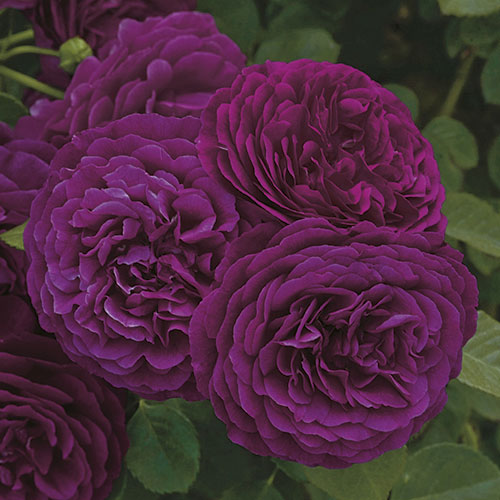 Twilight Zone Cottage Garden Rose 5.5 Litre