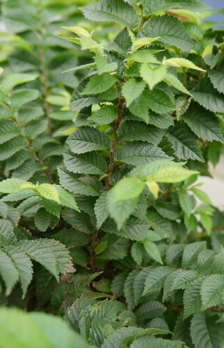 Ulmus hollandica Jacqueline Hillier 5 litre - image 1