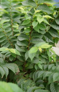 Ulmus hollandica Jacqueline Hillier 5 litre - image 1