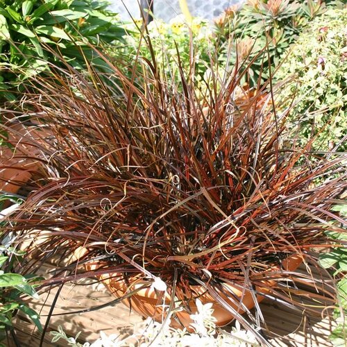 Uncinia rubra 3 Litre