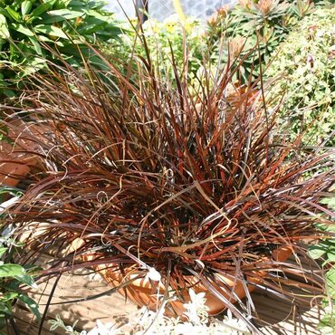 Uncinia rubra 3 Litre