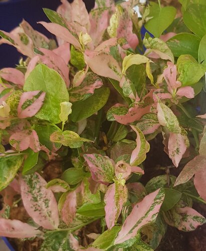 Vaccinium Flamingo 6 Litre