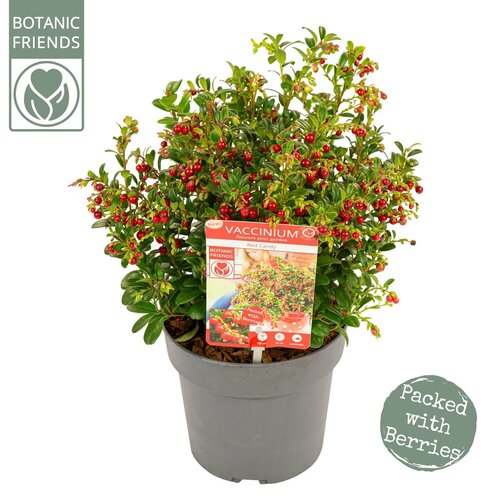 Vaccinium Red Candy 17cm - image 1