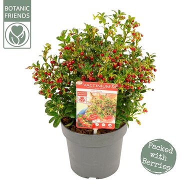 Vaccinium Red Candy 17cm - image 1