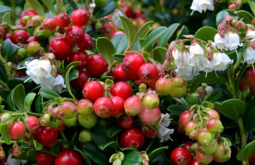 Vaccinium Red Candy 17cm - image 2
