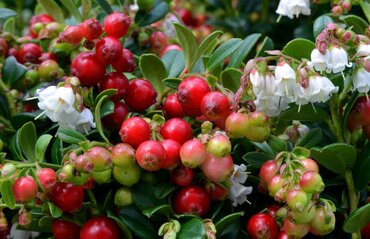 Vaccinium Red Candy 17cm - image 2