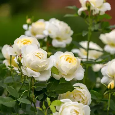 Vanessa Bell Shrub Rose 6 Litre