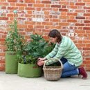 Veg Patio Planter x 3 - image 3