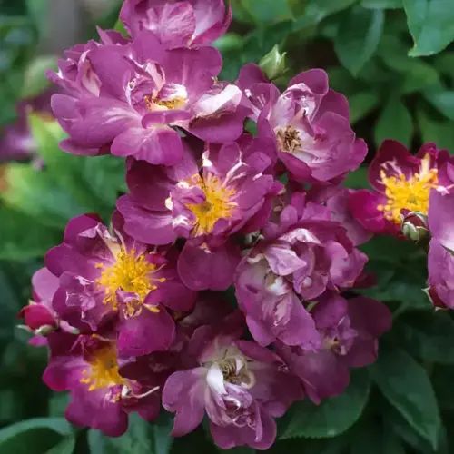 Veilchenblau Rambling Rose 6 Litre - image 1