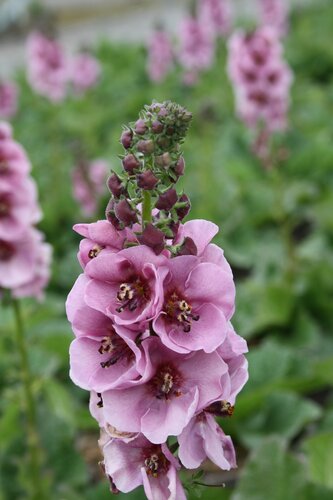 Verbascum Lavender Lass 3 Litre