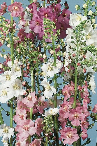 Verbascum Phoeniceum 9cm