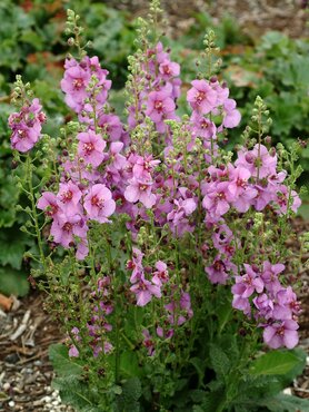 Verbascum Plum Smokey 2 Litre