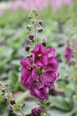 Verbascum Royalty 2 Litre