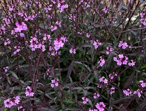 Verbena Bampton 2 Litre