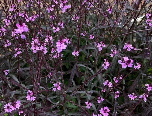 Verbena Bampton 3 Litre