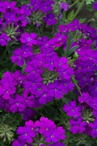 Verbena Blue Six Pack