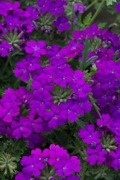 Verbena Blue Six Pack