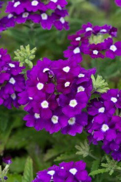 Verbena Blue with Eye 6 Pack