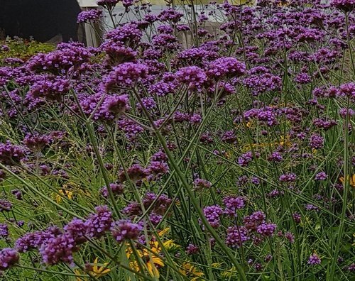 Verbena Bonariensis 2 Litre