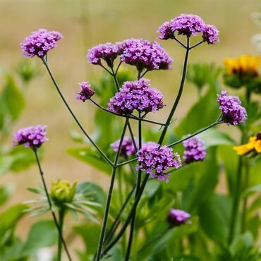Verbena bonariensis 3 Litre