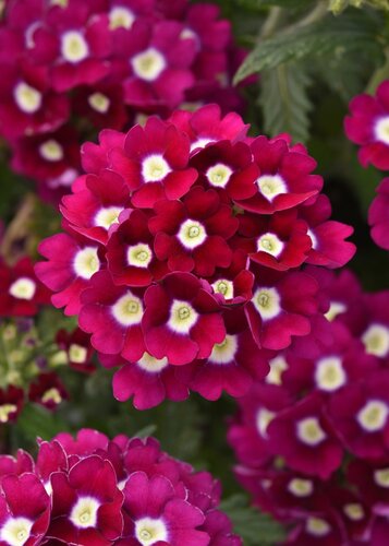 Verbena Burgundy Eye Six Pack
