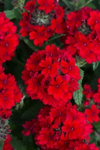 Verbena Dark Red Jumbo Six Pack