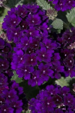 Verbena Deep Blue 10.5cm