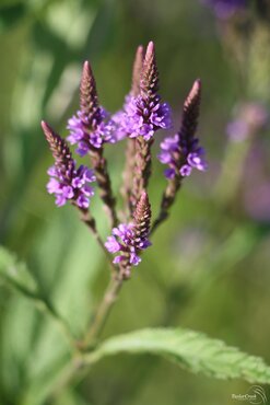 Verbena Lavender Spires 2 Litre