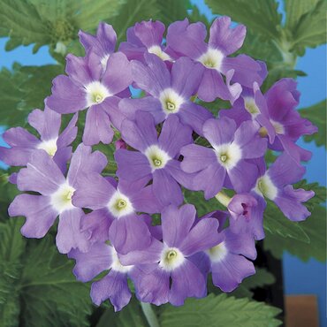 Verbena Lilac 6 Pack