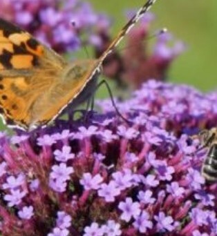 Verbena Lollipop 2 litre - image 2