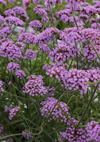 Verbena Lollipop 2 litre - image 1