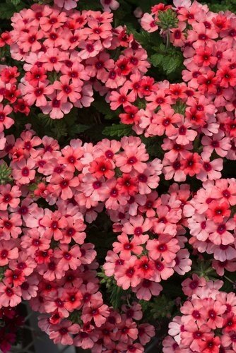 Verbena Mango 10.5cm