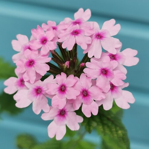 Verbena Margaret's Memory 2 Litre