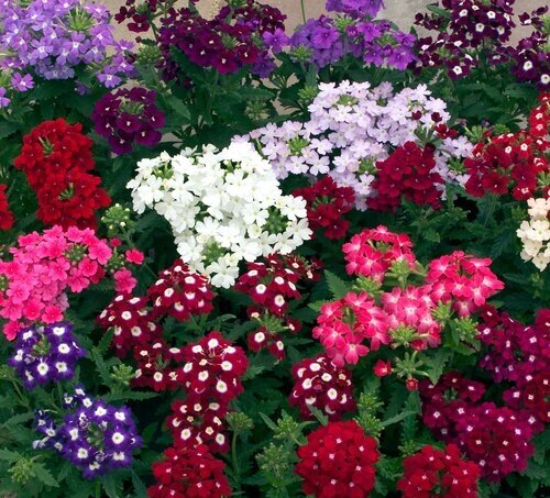 Verbena Mixed Six Pack