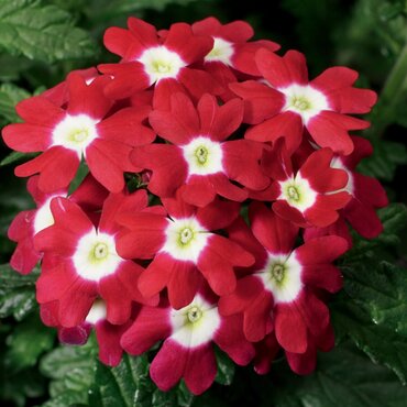 Verbena Obsession Red 6 Pack