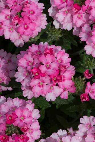 Verbena Pink Six Pack
