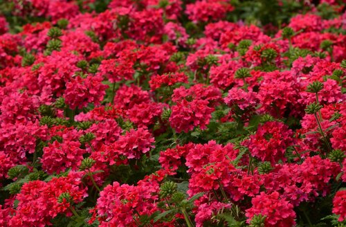 Verbena Pink Six Pack