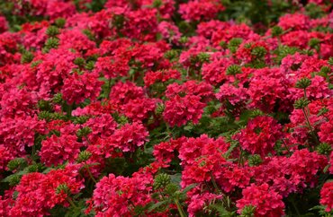 Verbena Pink Six Pack