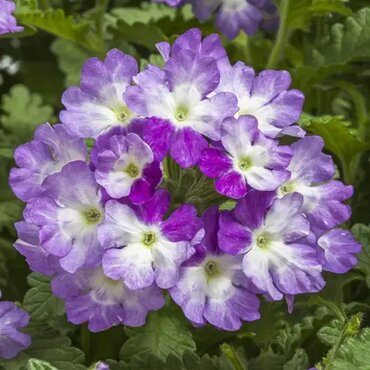 Verbena Purple Eye Jumbo Six Pack