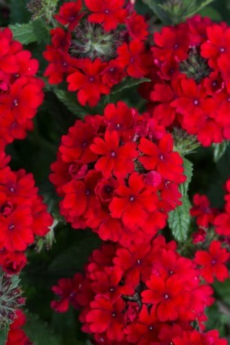 Verbena Red 10.5cm