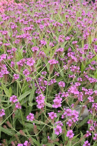 Verbena Rigida 9cm