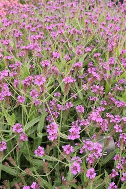 Verbena Rigida 9cm