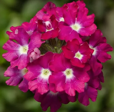 Verbena Rose With Eye 1 Litre