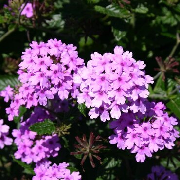 Verbena Seabrook's Lavender 2 Litre